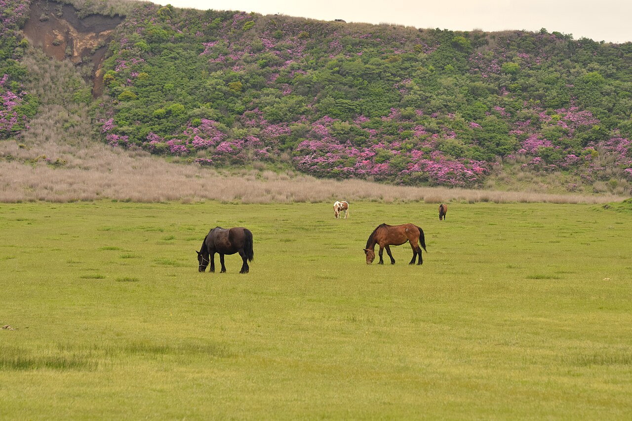 草千里の草原で草を食む馬と阿蘇の山